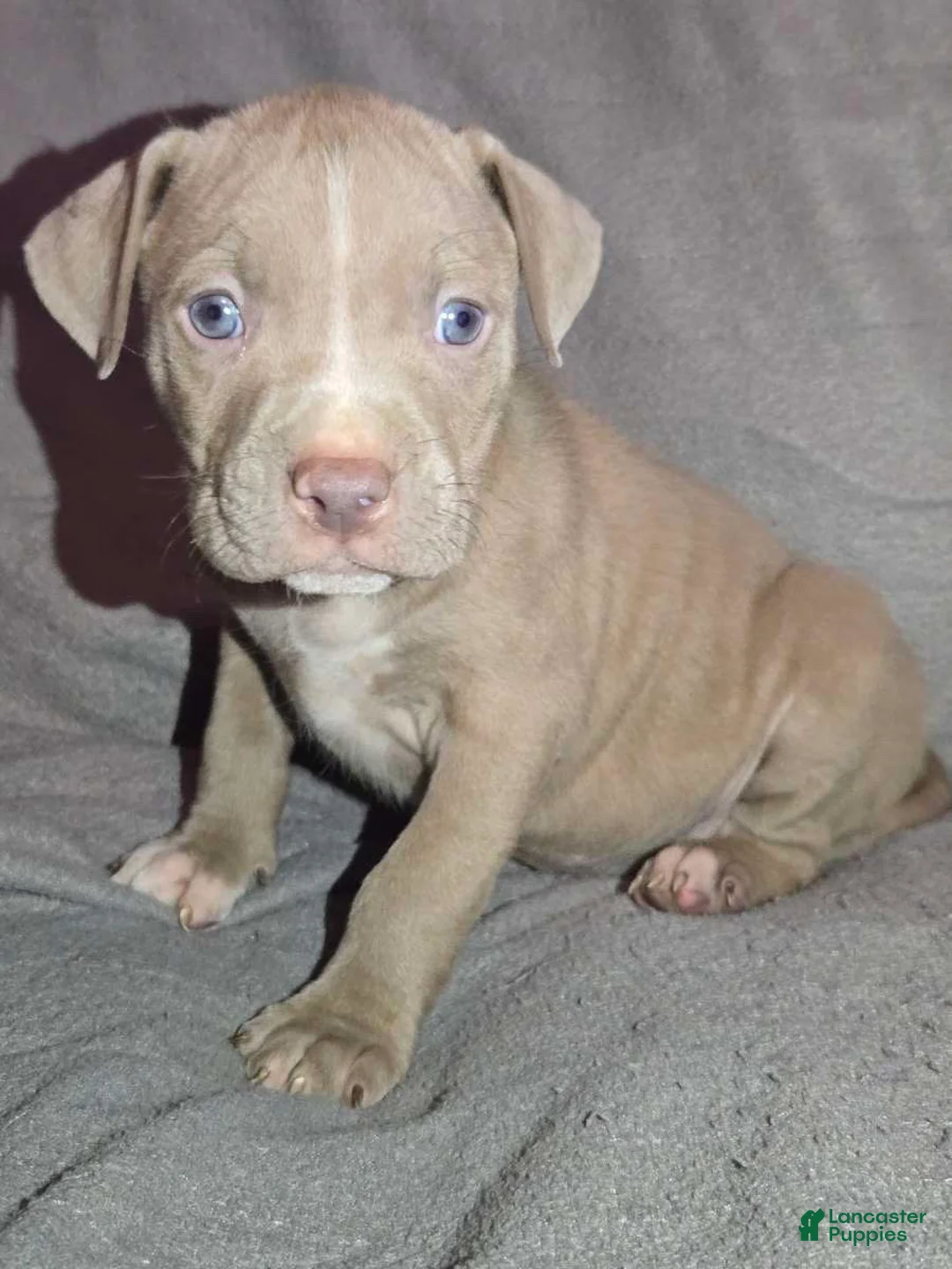 American Pit Bull Terrier dogs for sale: American Pit Bull Terrier Puppy 1 - Ad 1