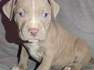 American Pit Bull Terrier dogs American Pit Bull Terrier Puppy 1 - Ad 17