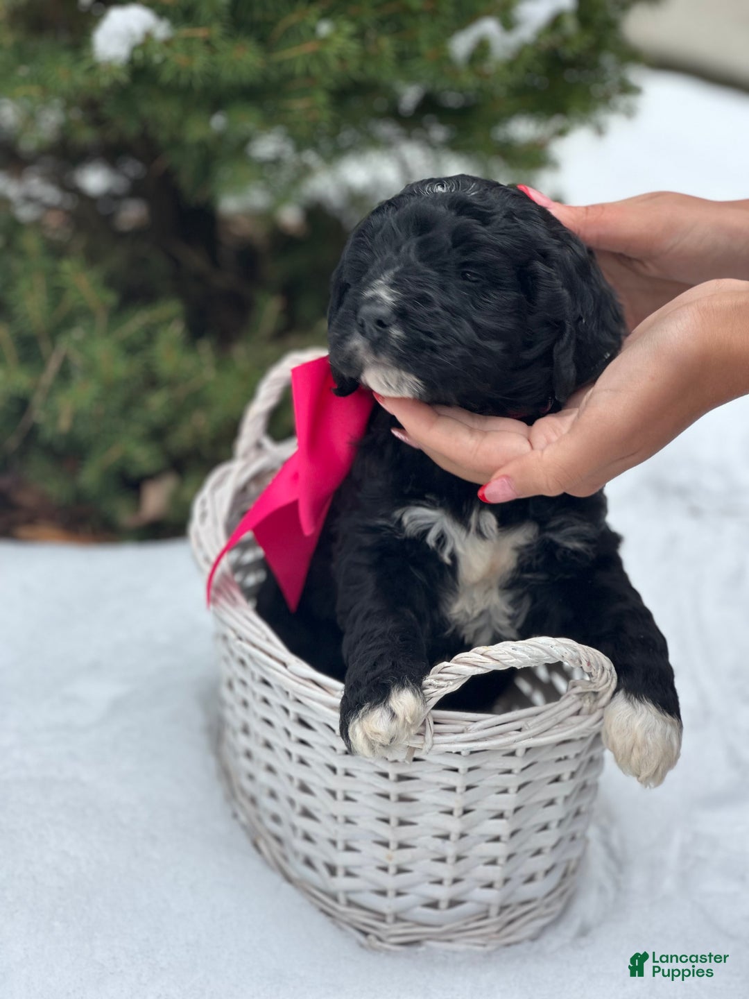 Mixed Breed dogs for sale: Cupid (Golden Mountain Doodle) - Ad 2