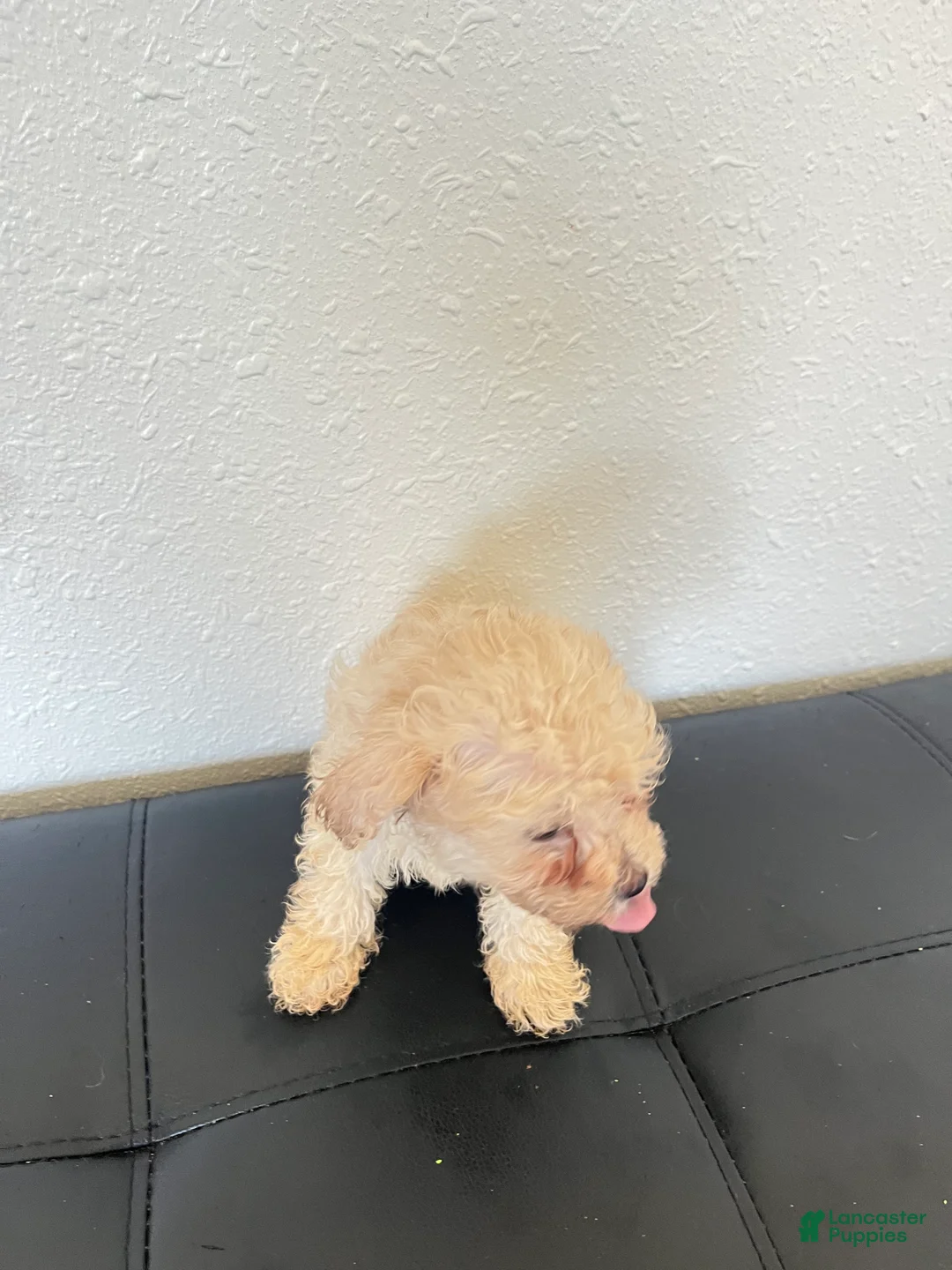 Maltipoo dogs for sale: Maltipoo 1 Female - Ad 2