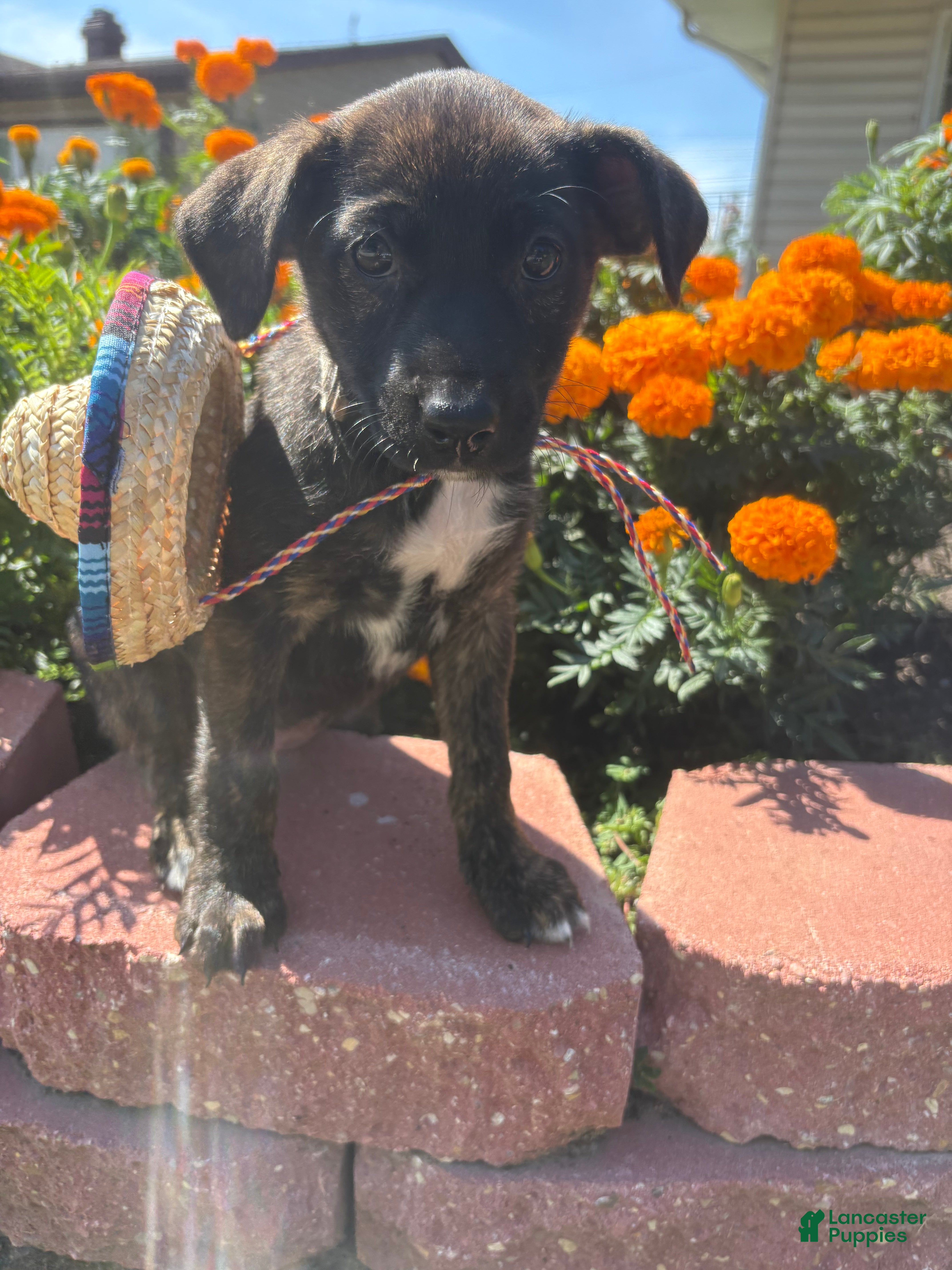 Xoloitzcuintle