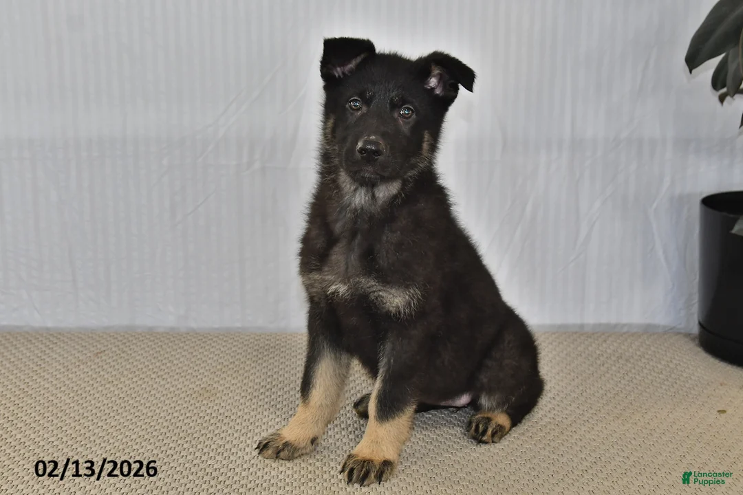 German Shepherd dogs for sale: Melody - Ad 4