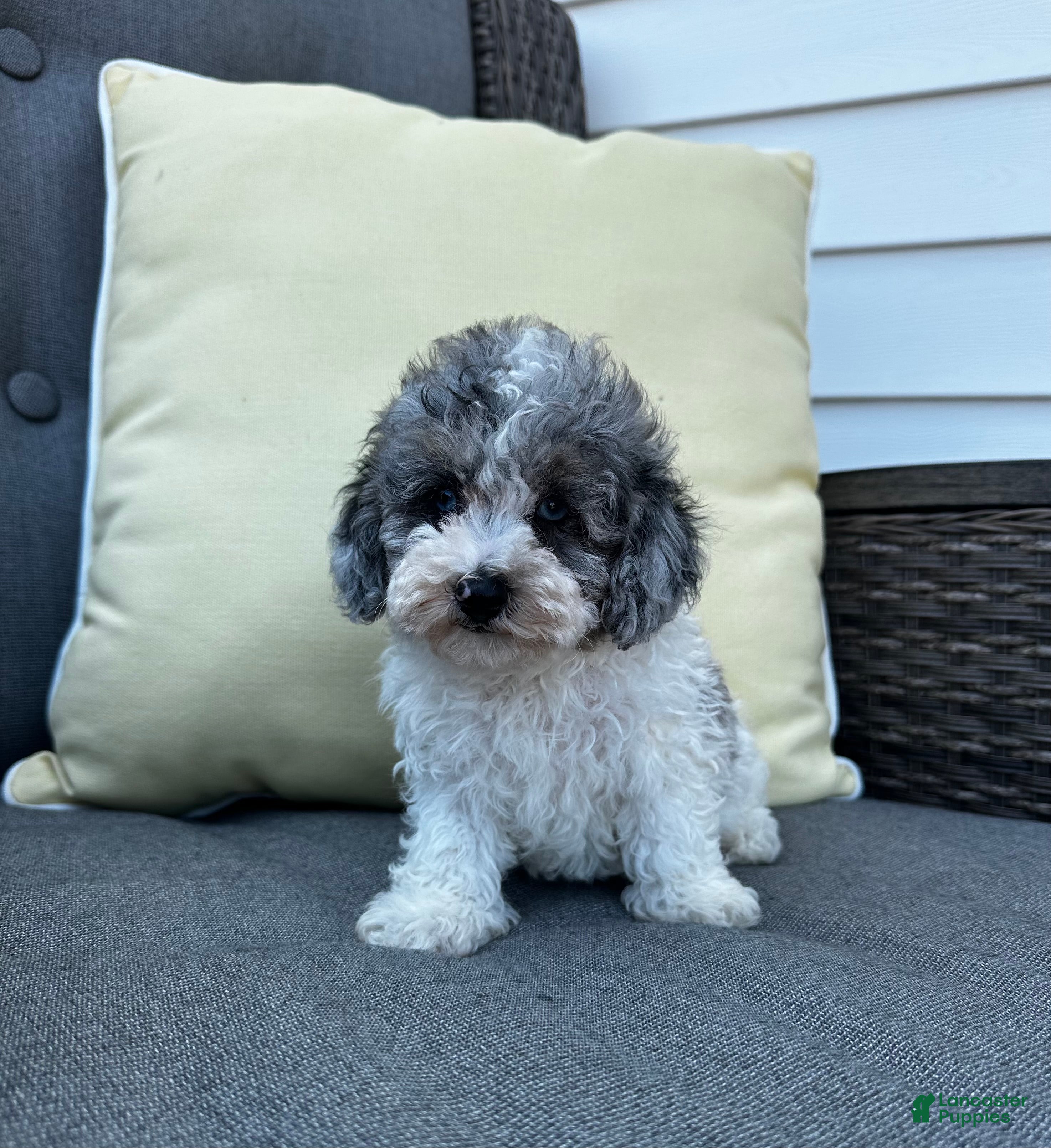 Toy Poodle dogs Louie - Ad 2