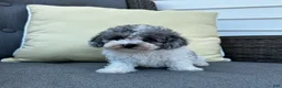Toy Poodle dogs for sale: Louie - Ad 2