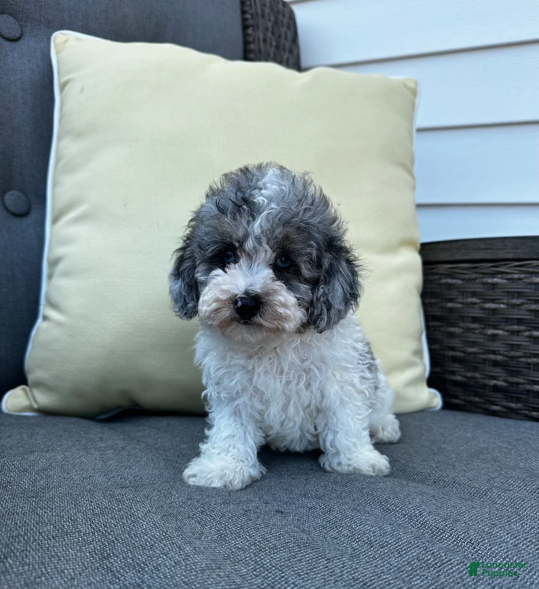 Toy Poodle dogs for sale: Louie - Ad 2