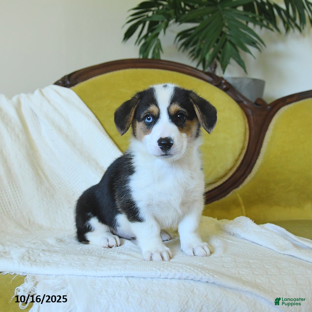 Welsh Corgi Pembroke dogs for sale: Natalie - Ad 11