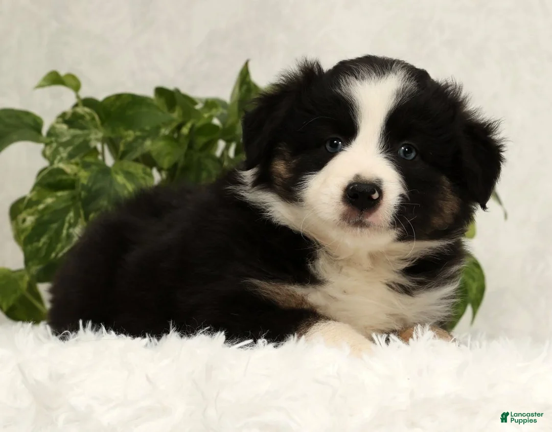 Miniature Australian Shepherd dogs for sale: Sammy - Ad 8
