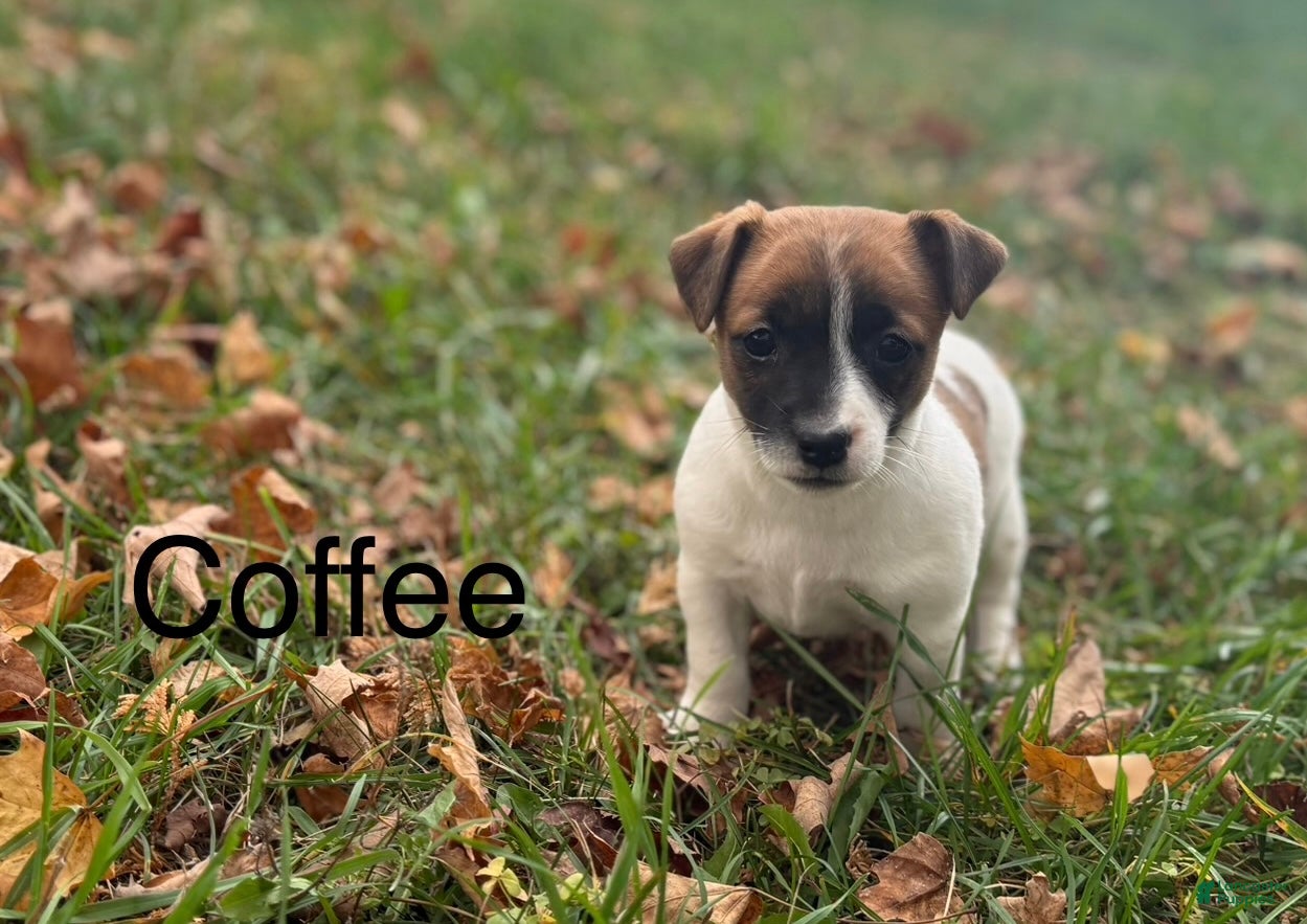 Jack Russell Terrier Puppies for sale under $500 Lancaster Puppies