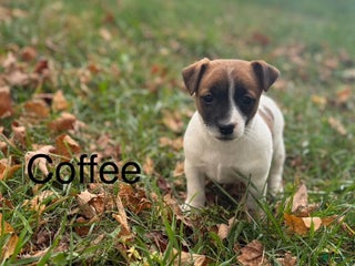 Jack Russell Terrier dogs - Ad 1