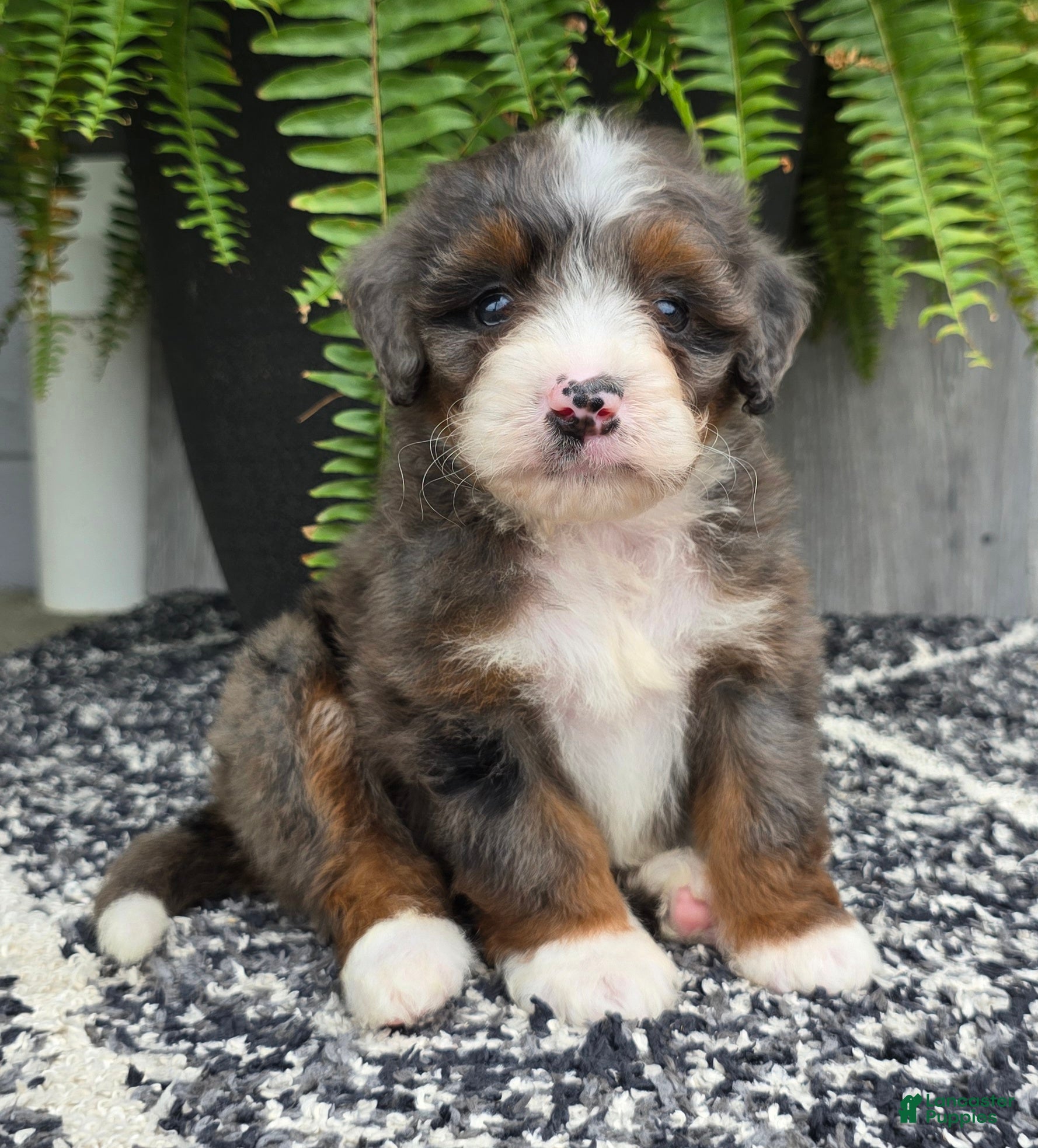 Mini Bernedoodle dogs Mini Gracie - Ad 1