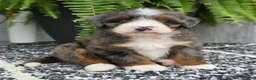 Mini Bernedoodle dogs for sale: Mini Gracie - Ad 1