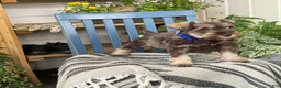 Miniature Schnauzer dogs for sale: Winston - Ad 12