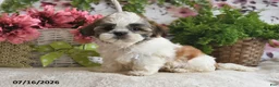 Shih Tzu dogs for sale: Kashton - Ad 4