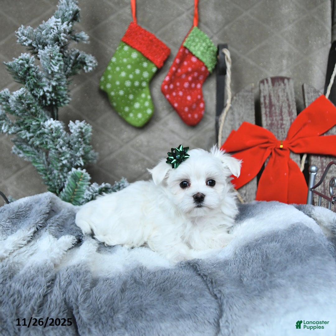 Maltese dogs for sale: Rudolph EXTRA SMALL - Ad 2