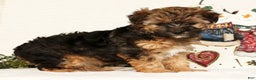 Yorkiepoo dogs for sale: Rosie  3lbs - Ad 6