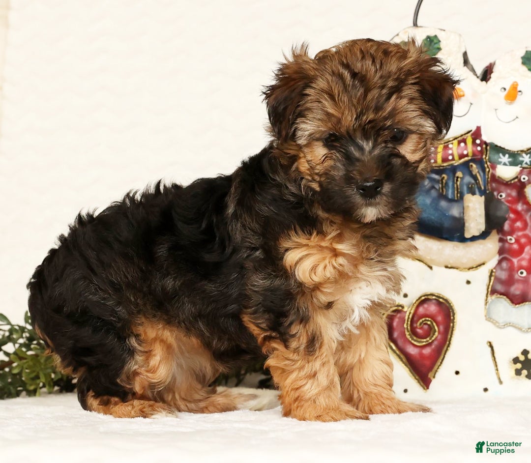 Yorkiepoo dogs for sale: Rosie  3lbs - Ad 6