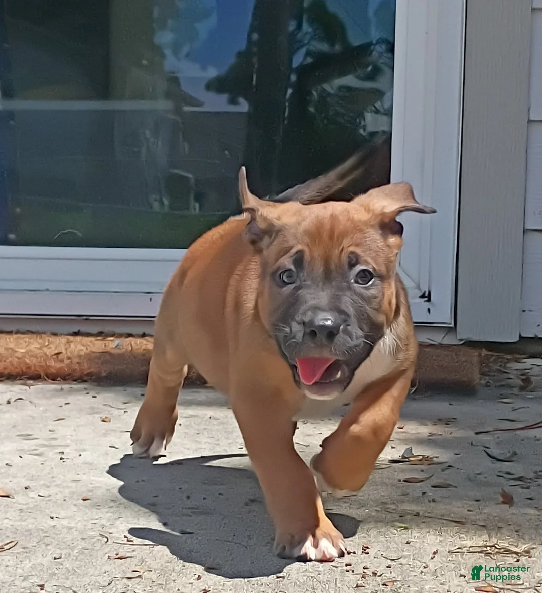 Mixed Breed dogs for sale: Mixed Breed 3 - Ad 1