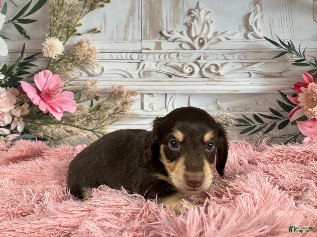 Miniature Dachshund dogs for sale: AKC-Ringo - Ad 6