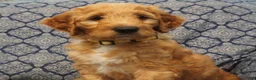 Goldendoodle dogs for sale: Cooper - Ad 1