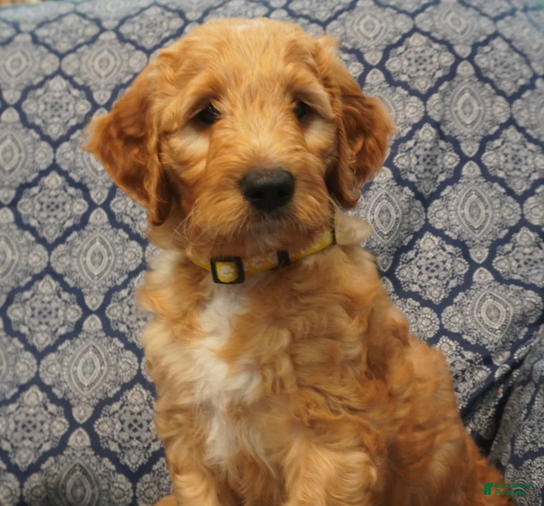 Goldendoodle dogs for sale: Cooper - Ad 1
