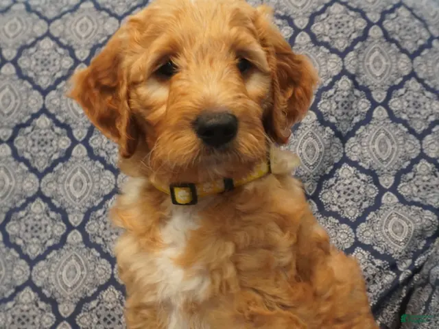 Goldendoodle dogs Cooper - Ad 1