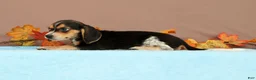 Beagle dogs for sale: Delight - Ad 5