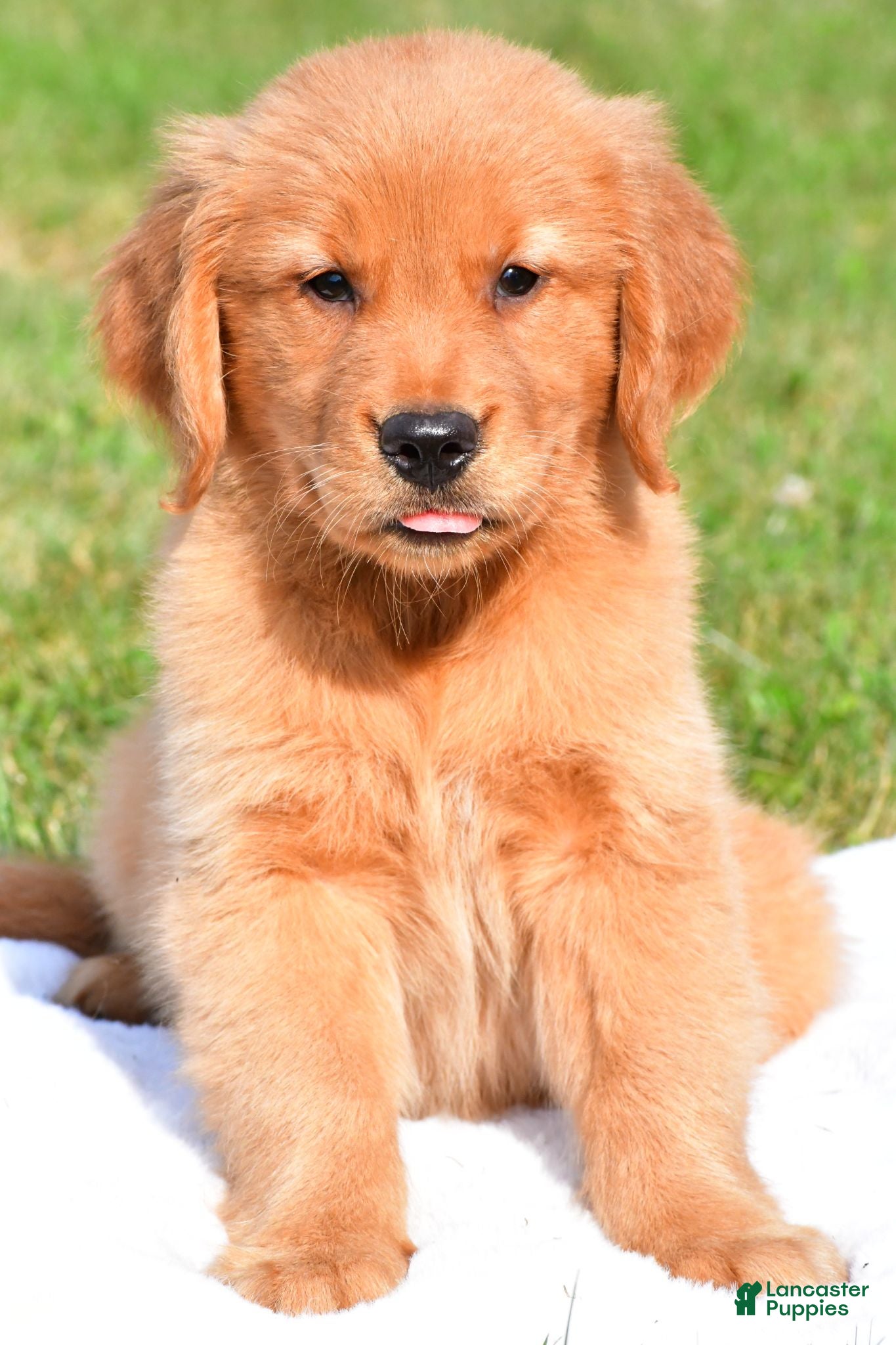 Golden Retriever dogs Charlie - Ad 1