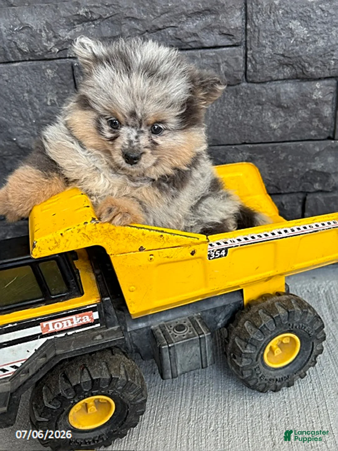 Pomeranian dogs for sale: Teddy - Ad 2