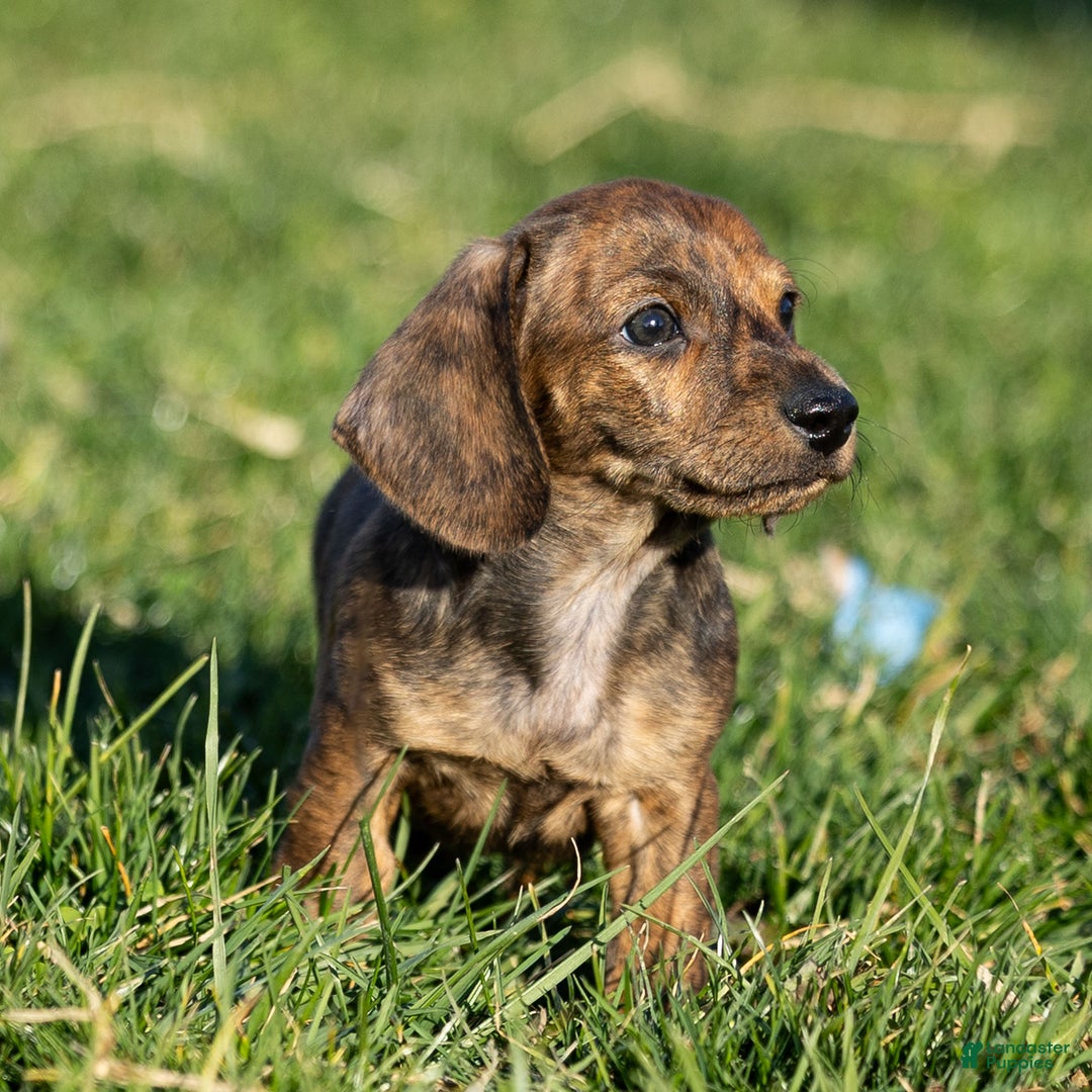 Dachshund dogs for sale: Cooper - Ad 2