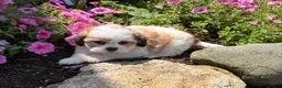 Teddy Bear dogs for sale: Haven - Ad 3