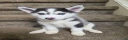 Pomsky dogs for sale: Doc - Ad 6
