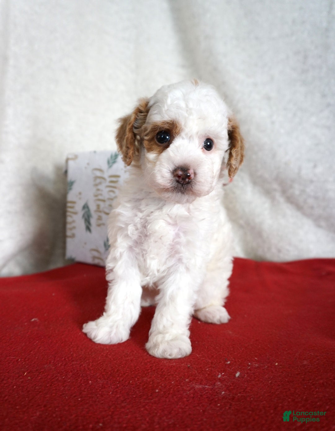 Toy Poodle dogs for sale: Freckles - Ad 1