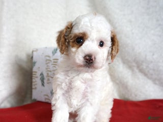 Toy Poodle dogs Freckles - Ad 27