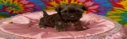 Havanese dogs for sale: Amelia - Ad 6