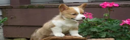 Welsh Corgi Pembroke dogs for sale: Olive  - Ad 4