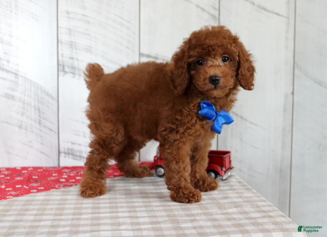 Mixed Breed dogs for sale: Flame - Ad 2