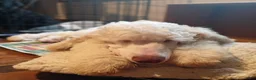 Standard Poodle dogs for sale: Patches - Ad 3
