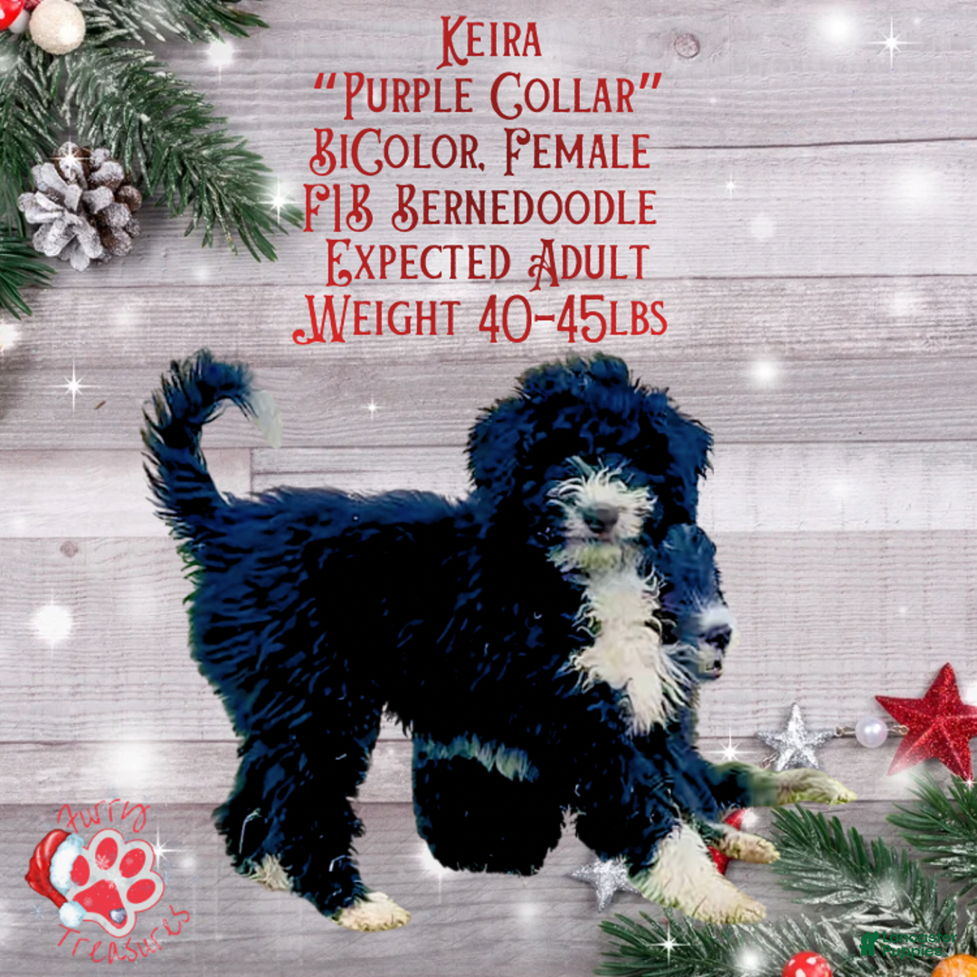 Mini Bernedoodle dogs for sale: Keira “Lavender Collar” Female - Ad 4