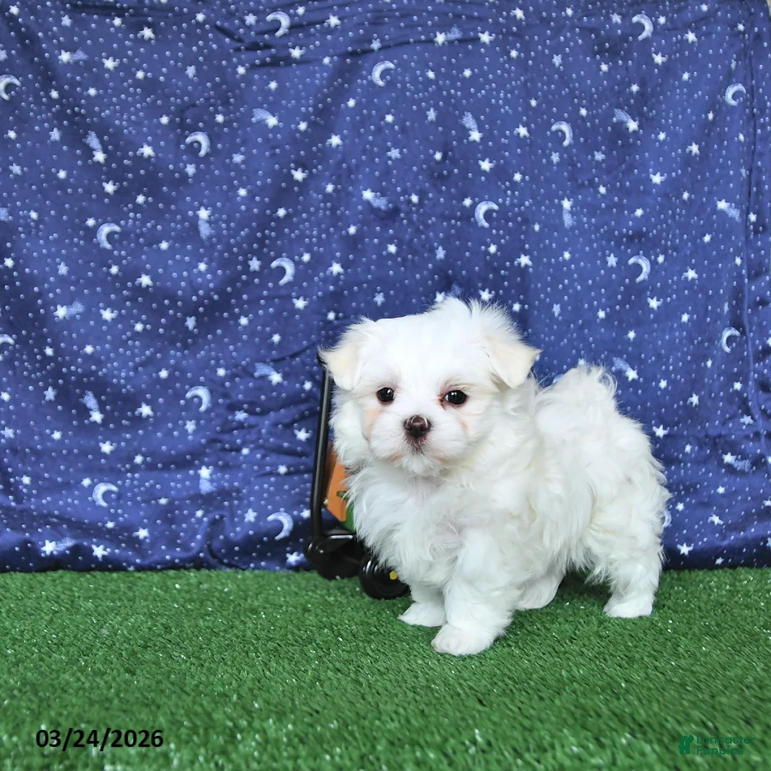 Maltese dogs for sale: Leo EXTRA SMALL - Ad 2