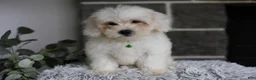 Maltipoo dogs for sale: Frankie - Ad 3