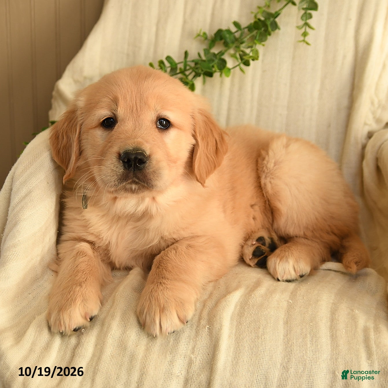 Golden Retriever dogs for sale: Candy - Ad 2