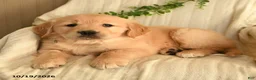 Golden Retriever dogs for sale: Candy - Ad 2