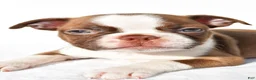 Boston Terrier dogs for sale:  Tucker - Ad 6