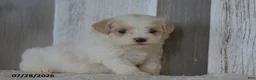 Maltipoo dogs for sale: Pansy - Ad 4