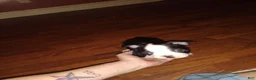 Boston Terrier dogs for sale: Houdini Boston Terrier  - Ad 2