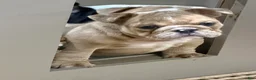 English Bulldog dogs for sale: Bella - 73747 - Ad 3