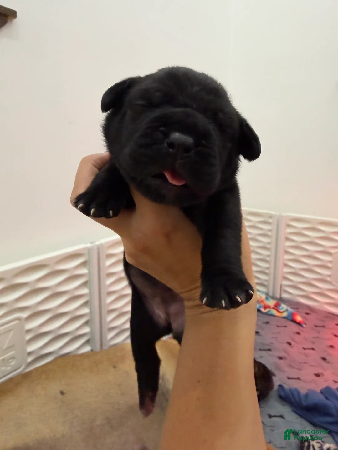 Cane Corso dogs for sale: Yellow Collar - Camela - Ad 1