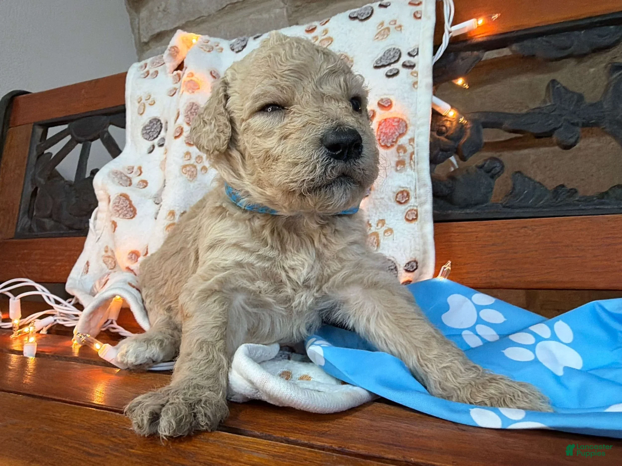 Labradoodle dogs Zuzu (Boy) - Ad 2