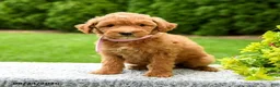 Mini Goldendoodle dogs for sale: Harper - Ad 5