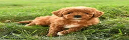 Mini Goldendoodle dogs for sale: Flannigan - Ad 5